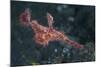 A Roughsnout Ghost Pipefish Above the Seafloor in Indonesia-Stocktrek Images-Mounted Photographic Print