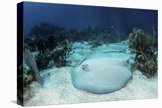 A Roughtail Stingray Rests on the Seafloor Near Turneffe Atoll-Stocktrek Images-Stretched Canvas