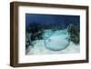 A Roughtail Stingray Rests on the Seafloor Near Turneffe Atoll-Stocktrek Images-Framed Photographic Print