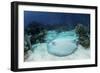 A Roughtail Stingray Rests on the Seafloor Near Turneffe Atoll-Stocktrek Images-Framed Photographic Print