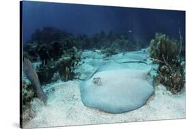 A Roughtail Stingray Rests on the Seafloor Near Turneffe Atoll-Stocktrek Images-Stretched Canvas