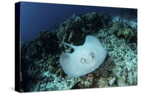 A Roughtail Stingray Swims over the Seafloor Near Turneffe Atoll-Stocktrek Images-Stretched Canvas