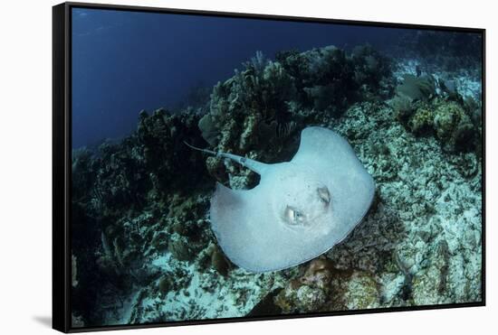 A Roughtail Stingray Swims over the Seafloor Near Turneffe Atoll-Stocktrek Images-Framed Stretched Canvas