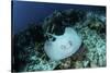A Roughtail Stingray Swims over the Seafloor Near Turneffe Atoll-Stocktrek Images-Stretched Canvas
