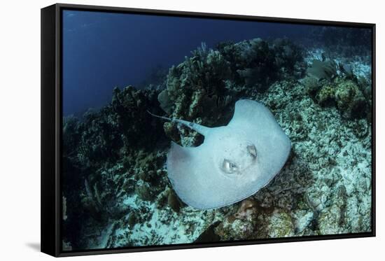 A Roughtail Stingray Swims over the Seafloor Near Turneffe Atoll-Stocktrek Images-Framed Stretched Canvas