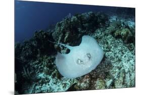 A Roughtail Stingray Swims over the Seafloor Near Turneffe Atoll-Stocktrek Images-Mounted Premium Photographic Print