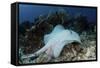 A Roughtail Stingray Swims over the Seafloor Near Turneffe Atoll-Stocktrek Images-Framed Stretched Canvas