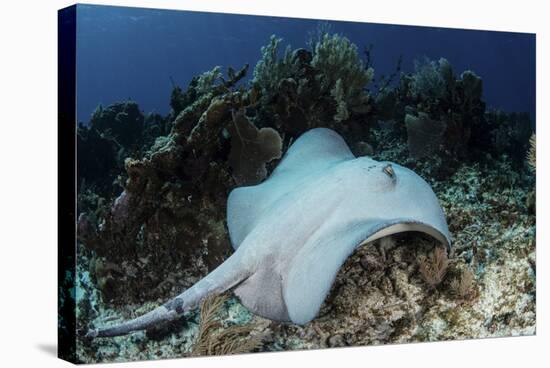 A Roughtail Stingray Swims over the Seafloor Near Turneffe Atoll-Stocktrek Images-Stretched Canvas