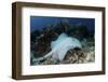 A Roughtail Stingray Swims over the Seafloor Near Turneffe Atoll-Stocktrek Images-Framed Photographic Print