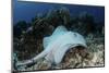 A Roughtail Stingray Swims over the Seafloor Near Turneffe Atoll-Stocktrek Images-Mounted Photographic Print