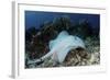 A Roughtail Stingray Swims over the Seafloor Near Turneffe Atoll-Stocktrek Images-Framed Photographic Print