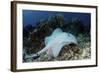 A Roughtail Stingray Swims over the Seafloor Near Turneffe Atoll-Stocktrek Images-Framed Photographic Print