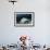 A Roughtail Stingray Swims over the Seafloor Near Turneffe Atoll-Stocktrek Images-Framed Photographic Print displayed on a wall