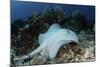 A Roughtail Stingray Swims over the Seafloor Near Turneffe Atoll-Stocktrek Images-Mounted Photographic Print