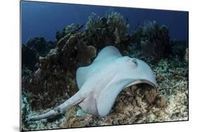 A Roughtail Stingray Swims over the Seafloor Near Turneffe Atoll-Stocktrek Images-Mounted Photographic Print