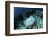 A Roughtail Stingray Swims over the Seafloor Near Turneffe Atoll-Stocktrek Images-Framed Photographic Print