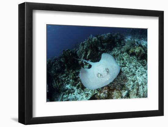 A Roughtail Stingray Swims over the Seafloor Near Turneffe Atoll-Stocktrek Images-Framed Photographic Print