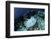 A Roughtail Stingray Swims over the Seafloor Near Turneffe Atoll-Stocktrek Images-Framed Photographic Print