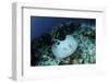 A Roughtail Stingray Swims over the Seafloor Near Turneffe Atoll-Stocktrek Images-Framed Photographic Print