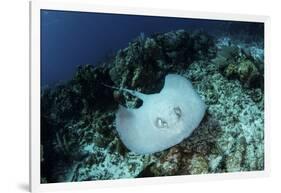 A Roughtail Stingray Swims over the Seafloor Near Turneffe Atoll-Stocktrek Images-Framed Photographic Print