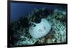 A Roughtail Stingray Swims over the Seafloor Near Turneffe Atoll-Stocktrek Images-Framed Photographic Print