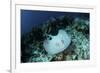 A Roughtail Stingray Swims over the Seafloor Near Turneffe Atoll-Stocktrek Images-Framed Photographic Print