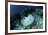 A Roughtail Stingray Swims over the Seafloor Near Turneffe Atoll-Stocktrek Images-Framed Photographic Print