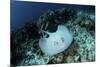 A Roughtail Stingray Swims over the Seafloor Near Turneffe Atoll-Stocktrek Images-Mounted Photographic Print