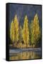 A row of poplar trees in autumnal colours, San Carlos de Bariloche, Patagonia, Argentina-Ed Rhodes-Framed Stretched Canvas