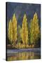 A row of poplar trees in autumnal colours, San Carlos de Bariloche, Patagonia, Argentina-Ed Rhodes-Stretched Canvas