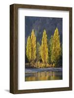 A row of poplar trees in autumnal colours, San Carlos de Bariloche, Patagonia, Argentina-Ed Rhodes-Framed Photographic Print