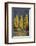 A row of poplar trees in autumnal colours, San Carlos de Bariloche, Patagonia, Argentina-Ed Rhodes-Framed Photographic Print