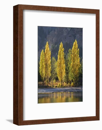 A row of poplar trees in autumnal colours, San Carlos de Bariloche, Patagonia, Argentina-Ed Rhodes-Framed Photographic Print