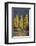 A row of poplar trees in autumnal colours, San Carlos de Bariloche, Patagonia, Argentina-Ed Rhodes-Framed Photographic Print