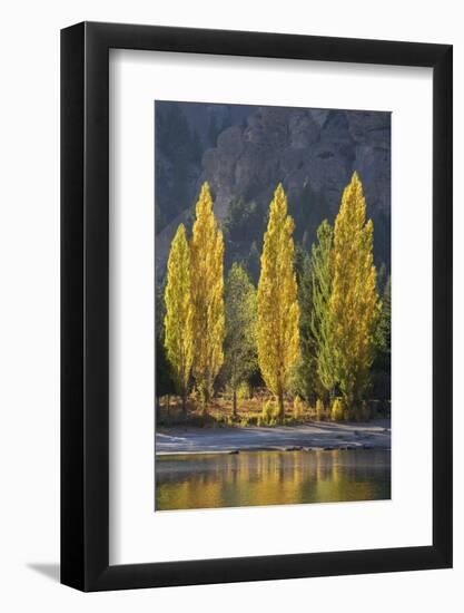 A row of poplar trees in autumnal colours, San Carlos de Bariloche, Patagonia, Argentina-Ed Rhodes-Framed Photographic Print