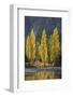 A row of poplar trees in autumnal colours, San Carlos de Bariloche, Patagonia, Argentina-Ed Rhodes-Framed Photographic Print