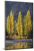 A row of poplar trees in autumnal colours, San Carlos de Bariloche, Patagonia, Argentina-Ed Rhodes-Mounted Photographic Print