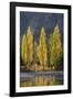 A row of poplar trees in autumnal colours, San Carlos de Bariloche, Patagonia, Argentina-Ed Rhodes-Framed Photographic Print