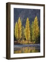 A row of poplar trees in autumnal colours, San Carlos de Bariloche, Patagonia, Argentina-Ed Rhodes-Framed Photographic Print