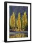 A row of poplar trees in autumnal colours, San Carlos de Bariloche, Patagonia, Argentina-Ed Rhodes-Framed Photographic Print