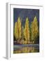 A row of poplar trees in autumnal colours, San Carlos de Bariloche, Patagonia, Argentina-Ed Rhodes-Framed Photographic Print