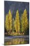 A row of poplar trees in autumnal colours, San Carlos de Bariloche, Patagonia, Argentina-Ed Rhodes-Mounted Photographic Print