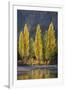 A row of poplar trees in autumnal colours, San Carlos de Bariloche, Patagonia, Argentina-Ed Rhodes-Framed Photographic Print