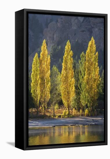 A row of poplar trees in autumnal colours, San Carlos de Bariloche, Patagonia, Argentina-Ed Rhodes-Framed Stretched Canvas