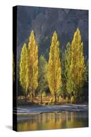 A row of poplar trees in autumnal colours, San Carlos de Bariloche, Patagonia, Argentina-Ed Rhodes-Stretched Canvas