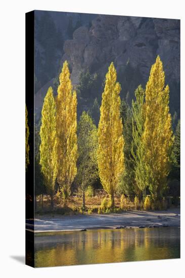 A row of poplar trees in autumnal colours, San Carlos de Bariloche, Patagonia, Argentina-Ed Rhodes-Stretched Canvas