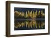 A row of poplar trees reflected in autumnal colours, San Carlos de Bariloche, Patagonia, Argentina-Ed Rhodes-Framed Photographic Print