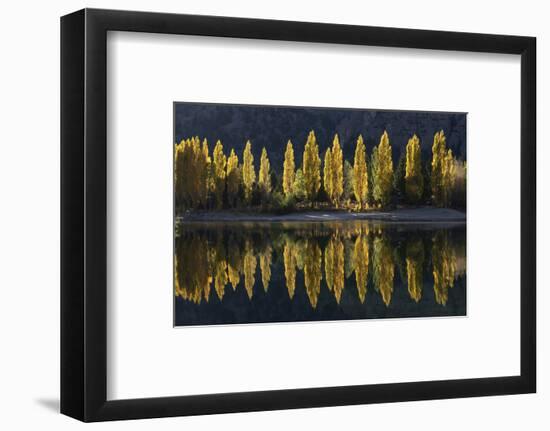 A row of poplar trees reflected in autumnal colours, San Carlos de Bariloche, Patagonia, Argentina-Ed Rhodes-Framed Photographic Print