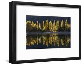 A row of poplar trees reflected in autumnal colours, San Carlos de Bariloche, Patagonia, Argentina-Ed Rhodes-Framed Photographic Print