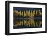 A row of poplar trees reflected in autumnal colours, San Carlos de Bariloche, Patagonia, Argentina-Ed Rhodes-Framed Photographic Print